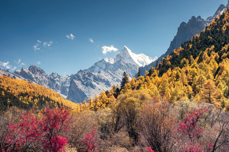 montaña de shangrila en china con flores al frente